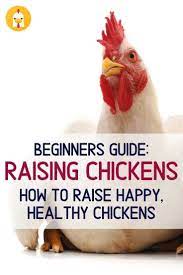 Step Aside Old Macdonald A Beginner S Guide On How To Raise Chickens The Courageous Chicken Raising Chickens Chickens Backyard Raising Backyard Chickens