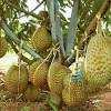 Dimana keistimewaan dari durian musang king adalah durian yang memiliki daging tebal bewarna kuning dan daging buah durian ini berbentuk daging kering. 1