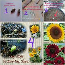 Cara menanam bunga matahari paling lengkap untuk pemula, terbukti hasilkan panen dan keuntungan berlipat. Cara Menanam Bunga Matahari Sun Flower Chintyasuardana