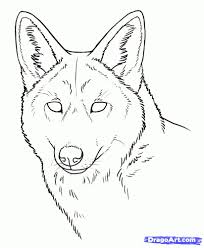Coyote Face Drawing How To Draw Coyotes Prairie Wolf Stepstep Forest Animals Wolf Face Drawing Coyote Drawing Face Drawing