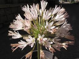 Image result for Brunsvigia