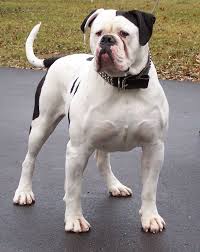 They are part of american culture and history, and may be used as a cultural icon for the united states. American Bulldog Filhotes De Buldogue Buldogue Americano Material Do Cao