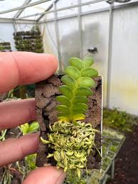 Image result for Angraecum distichum