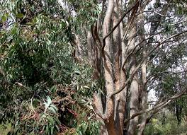 Image result for Eucalyptus cloeziana