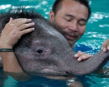 Elephant gores man to death at Thai beachside restaurant