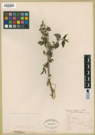 Image result for Pouzolzia mixta