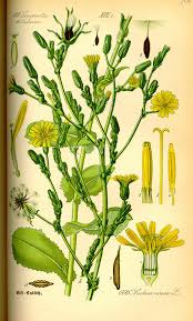 Image result for Lactuca glandulifera