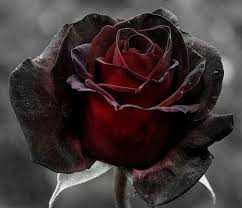 7 Most Beautiful Black Roses In The World Gothic Rose Black Rose Beautiful Flowers