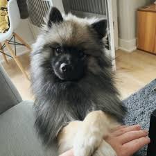 Below is a sample search of our keeshond breeders with puppies for sale. Aspen The Keeshond Aspenthekees Twitter