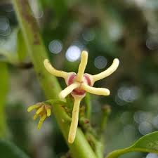 Image result for Artabotrys likimensis