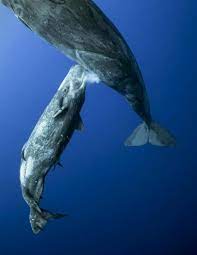 Ballena amamantando a su cría