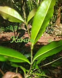 Image result for Olea capensis