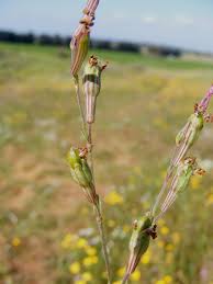 Image result for Silene burchellii