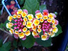 Facts About The Lantana Flower Lantana Flower Flowers That Attract Butterflies Lantana