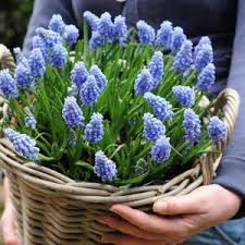 Image result for Criscianthus