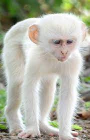 Albino White Monkey Rare To See Styles Time Rare Albino Animals Albino Animals Animals
