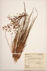 Image result for Prismatocarpus