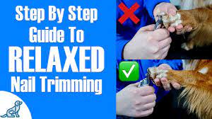 What are the dangers of long nails in dogs? How To Trim Dog Nails Safely Dog Nail Trimming Guide Tractive Blog