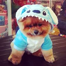 But, it is up to you, as your dog may not look as sweet but be a very serious creature. Thailand S Top 10 Dog Names Coconuts Bangkok