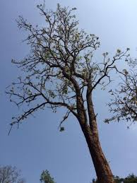 Image result for Radermachera xylocarpa