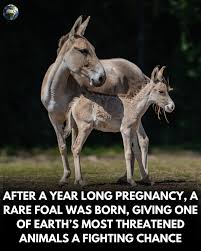 After twelve long months of waiting, a quiet but powerful victory arrived  at Chester Zoo. A rare onager foal named Jasper was born following a  grueling year-long pregnancy, a biological marathon even