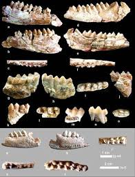 Image result for Tragia incisifolia