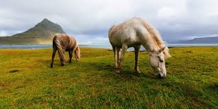 Iceland is typically divided into seven different geographical regions, including the reykjavík capital area. Islands Tierwelt Welche Tiere Gibt Es Hurtigruten