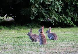 However, other animals, like dogs and racoons (carnivores and omnivores), may be attracted to blood meal. Rabbits How To Identify And Get Rid Of Rabbits Garden Pest Control The Old Farmer S Almanac