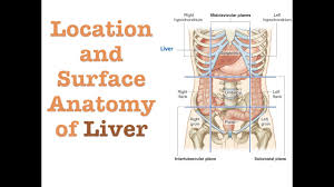 The liver is an essential organ of the body that performs over 500 vital functions. Location And Surface Anatomy Of Liver Youtube