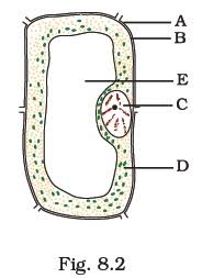 Science activities and graphic organizers will help students classify vertebrates and invertebrates. Class 8 Important Questions For Science Cell Structure And Functions Aglasem Schools
