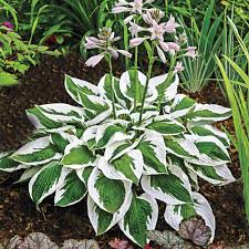 How To Grow And Care For Hostas