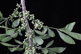 Image result for Trichilia prieuriana