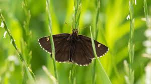 Image result for Heteropterus morpheus