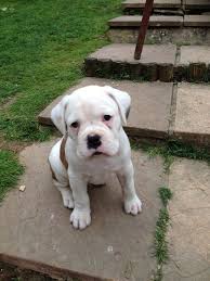 Find boxer puppies for sale with pictures from reputable boxer breeders. Dogs And Puppies For Sale In The Uk Boxer Dogs White Boxer Puppies Cute Boxer Puppies