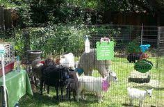 The animals in the petting zoo party are set up in a pen & kids can pet, hold for photos. 31 Best Mobile Petting Zoo Ideas Mobile Petting Zoo Zoo Zoo Animals