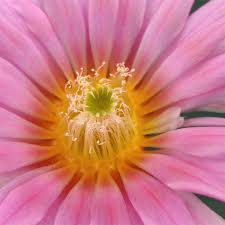 Image result for Disperis reichenbachiana