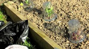 Check spelling or type a new query. Trg 2012 How To Protect Your Vegetables From Frost With Cups Trash Bags And Wet Towels Youtube