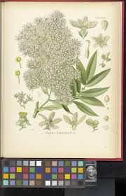 Image result for Hagenia abyssinica