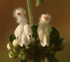 Image result for Leucas glabrata