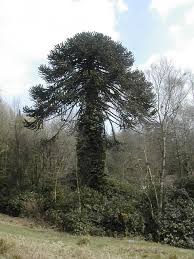 It became very popular during the victorian and edwardian era and is now widely planted as an ornamental in parks. File Monkey Puzzle Tree Geograph Org Uk 397952 Jpg Wikipedia