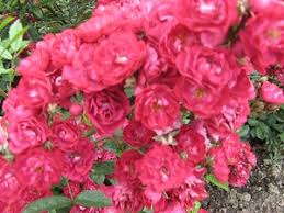 Die blauen rosen werden mit blattwerk und dornen geliefert. Blaue Rosen Rosen Die Verblauen U A Azubis Baltik Blue Bajou Blue Parfum Indigoletta Lavender Dream Moody Blues Reine Des Violettes Rhapsody In Blue Veilchenblau