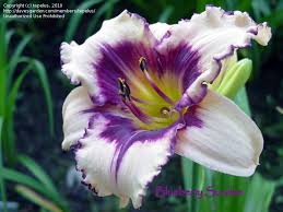 Daylily * hemerocallis blueberry sundae stamile, 1997 * syn: Pin On Meglatogatando Helyek