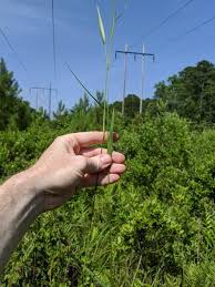 Image result for Dichapetalum edule