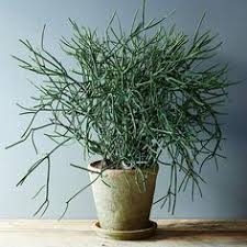 If you need to touch a pencil cactus to either repot it, propagate it, or prune it, follow the safety tips below. 8 Plants We Love Direct Light Ideas Plants House Plants Succulents