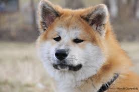 Pin By Rafik Grigoryan On Akita Japanese Dogs Japanese Akita Japanese Dog Breeds