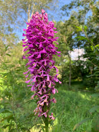 View other commonly requested plants on our wiki! Citizen Scientists Discover Endangered Orchid In Virginia Smithsonian S National Zoo