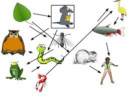 Photosynthesis uses light energy from the sun. Food Web Freshwater Marsh Jernigan Journals
