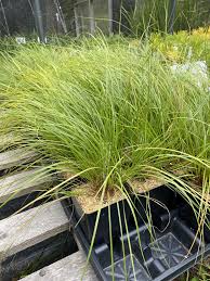 Image result for Sporobolus