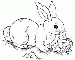 Free Rabbit Eating Cabbage Coloring Pages Letscolorit Com Bunny Coloring Pages Easter Bunny Colouring Animal Coloring Pages