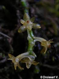 Image result for Diaphananthe bidens